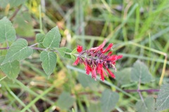 Salvia holwayi