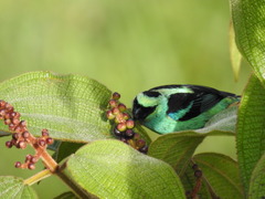 Tangara labradorides