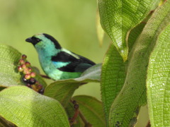 Tangara labradorides