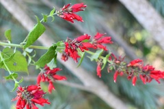 Salvia holwayi