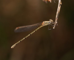 Austrolestes aridus