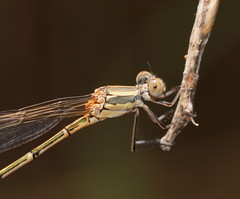 Austrolestes aridus
