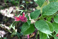 Salvia wagneriana