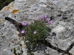 Erodium foetidum