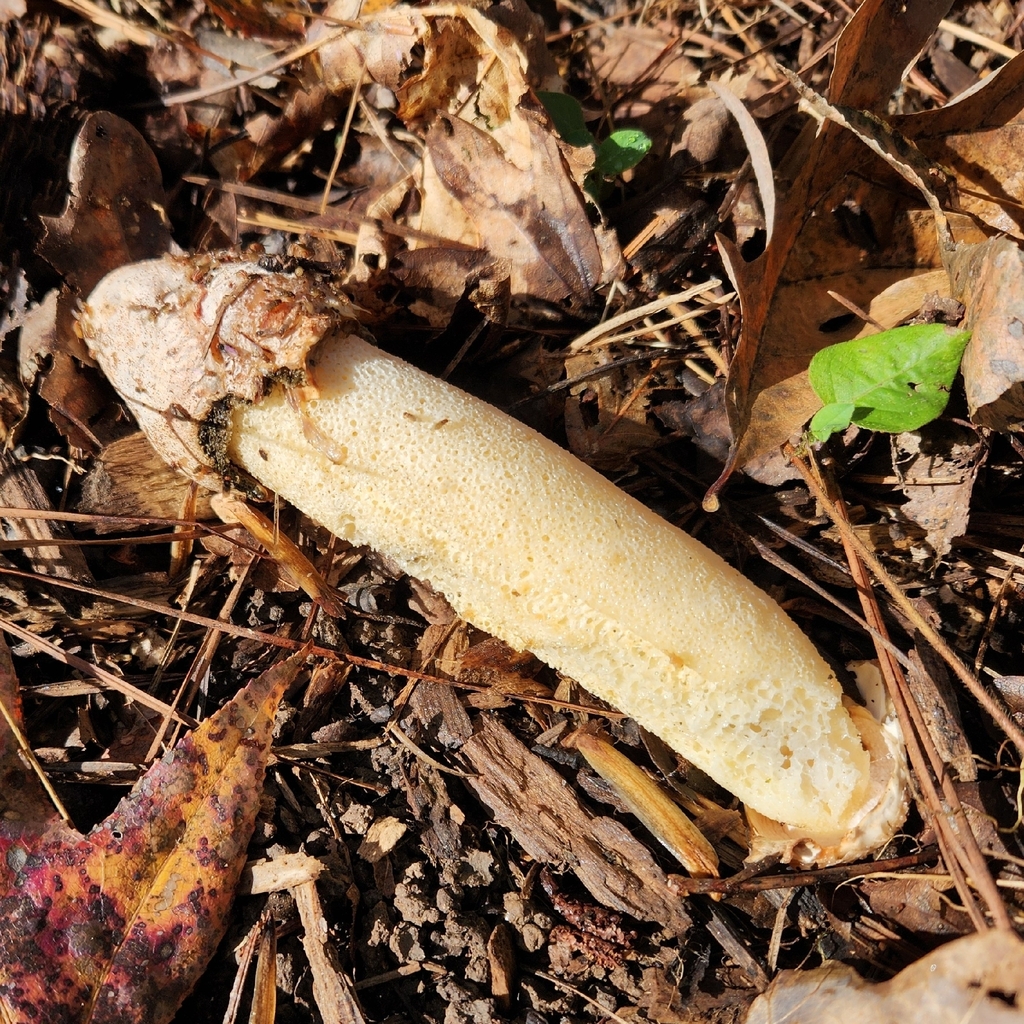 Phallus ravenelii · November 2025 · photo: © andy_4079 (iNaturalist, cc0)