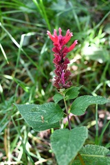 Salvia wagneriana