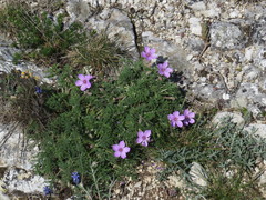 Erodium foetidum