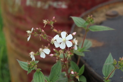 Chaetogastra ciliaris