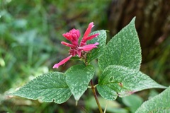 Salvia wagneriana