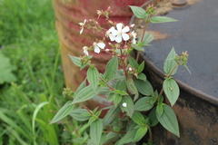 Chaetogastra ciliaris