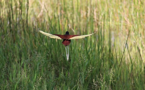 northern jacana (Jacana spinosa)