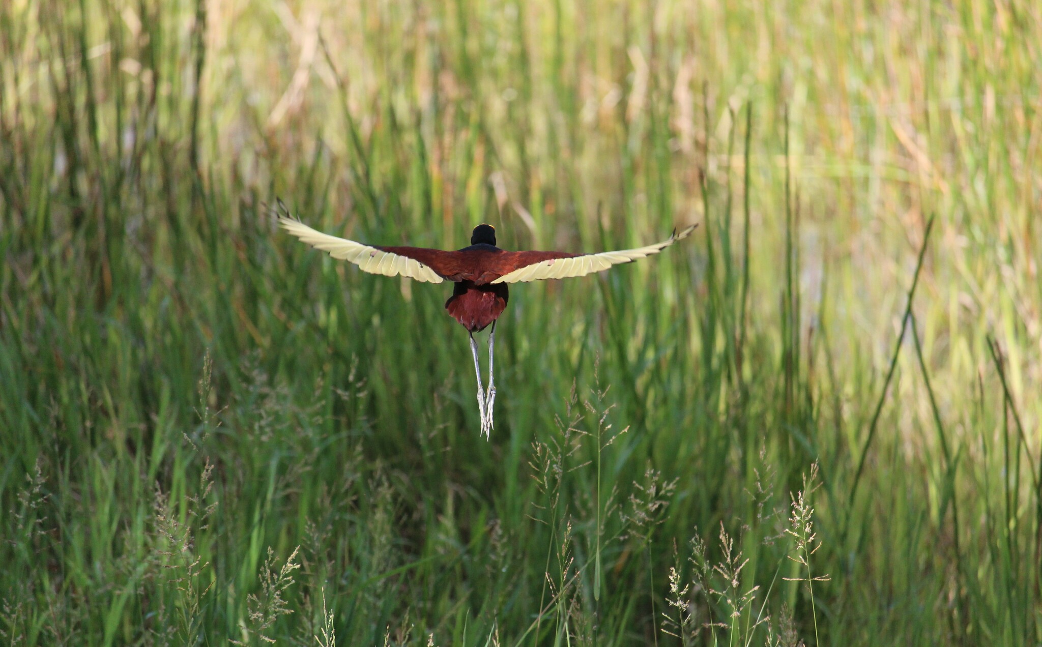 Northern Jacana (Jacana spinosa)