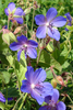 Meadow Crane's-Bill - Photo (c) snsergeevna, some rights reserved (CC BY-NC), uploaded by snsergeevna