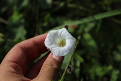 Odonellia hirtiflora