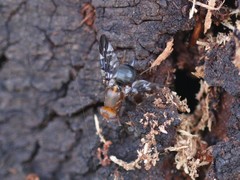 Acanthonevroides basalis