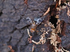 Acanthonevroides basalis