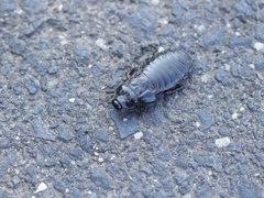 Panesthiinae