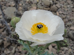 Argemone hunnemannii