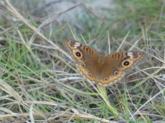 Junonia neildi