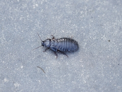 Panesthiinae