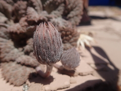 Urmenetea atacamensis