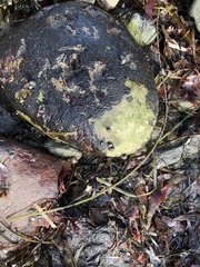 Littorinoidea