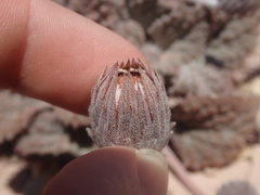 Urmenetea atacamensis