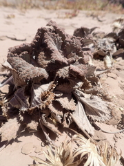 Urmenetea atacamensis