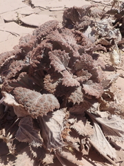 Urmenetea atacamensis