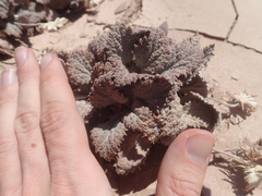 Urmenetea atacamensis