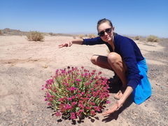 Cistanthe salsoloides