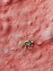 Menemerus semilimbatus