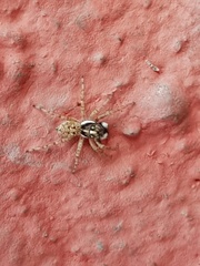 Menemerus semilimbatus