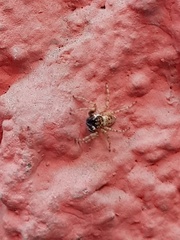 Menemerus semilimbatus