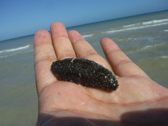 Holothuria mexicana