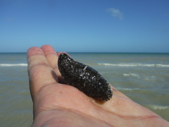 Holothuria mexicana