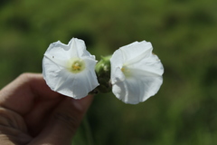 Odonellia hirtiflora