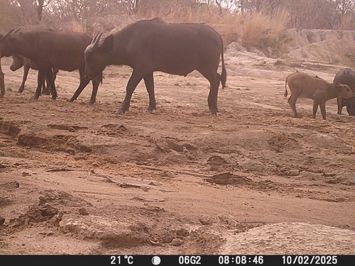 African Buffalo