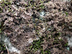 Nephroma tangeriense