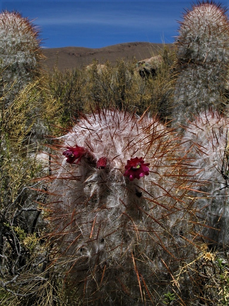 Oreocereus trollii