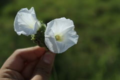 Odonellia hirtiflora