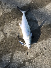 Scomberomorus maculatus