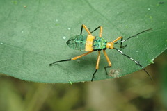 Paryphes