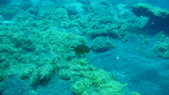 Chromis limbata