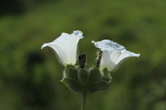 Odonellia hirtiflora