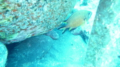 Chromis limbata