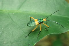 Paryphes