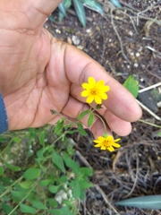 Wedelia acapulcensis