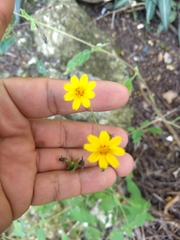 Wedelia acapulcensis