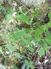 Wedelia acapulcensis